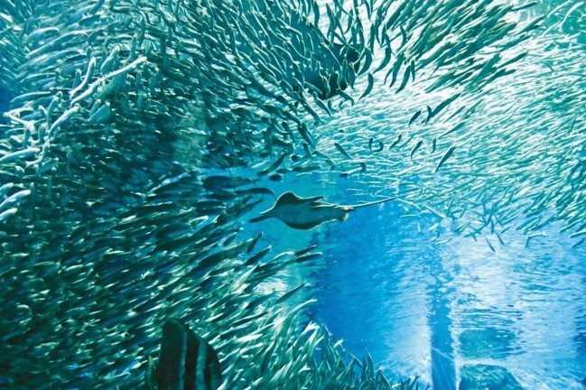 大洗町水族館擁有全日本最多的鯊魚種類，並有精采海豚秀演出。 圖／陳志光、游慧君